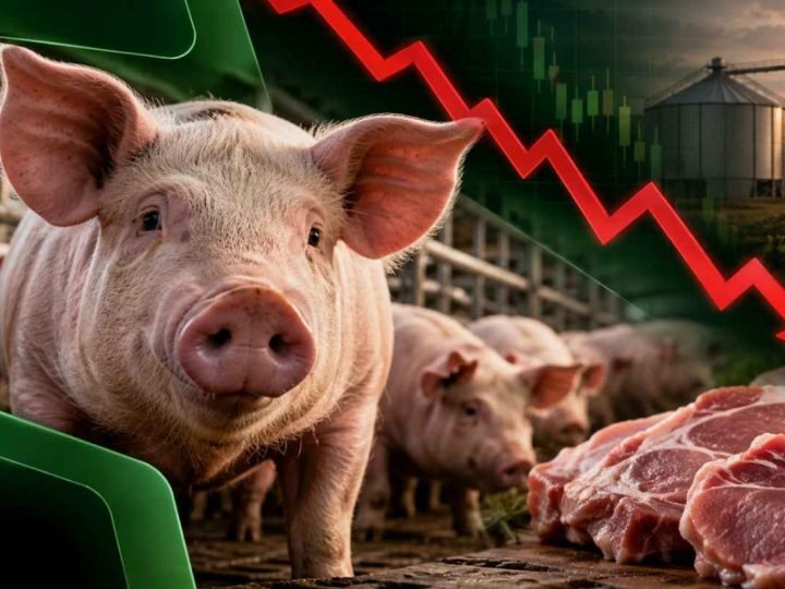 Oferta maior de carne suína pressiona preços e margens, levando a suinocultura a prejuízo de cerca de R$ 180 por animal em agosto.