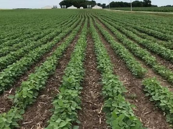 Seguro Rural terá só R$ 318,5 milhões livres em 2027