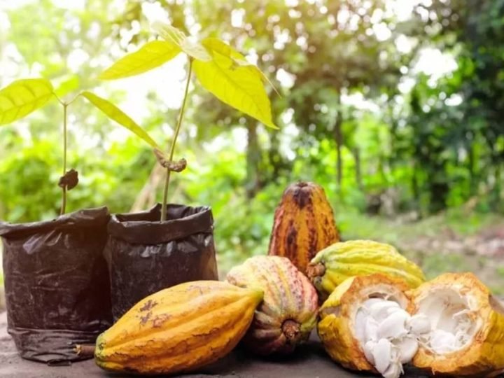 Tecnologia muda manejo e eleva eficiência na cacauicultura