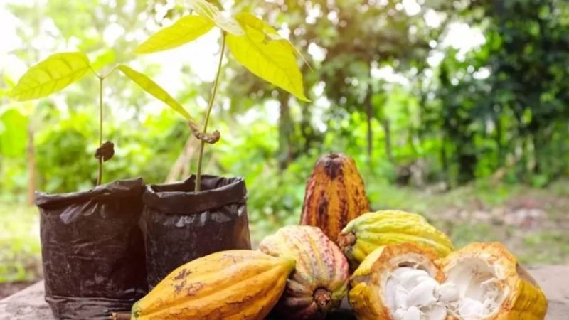 Tecnologia muda manejo e eleva eficiência na cacauicultura