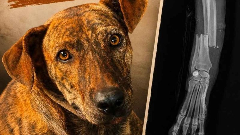 Tigrão passa por cirurgia após atropelamento e campanha busca ajuda em Jataí