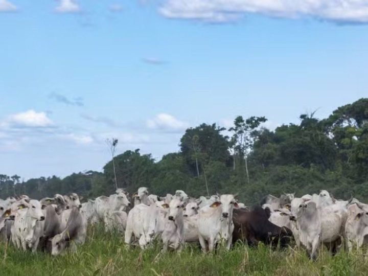Agro brasileiro amplia vendas aos países árabes e movimenta quase US$ 10 bilhões