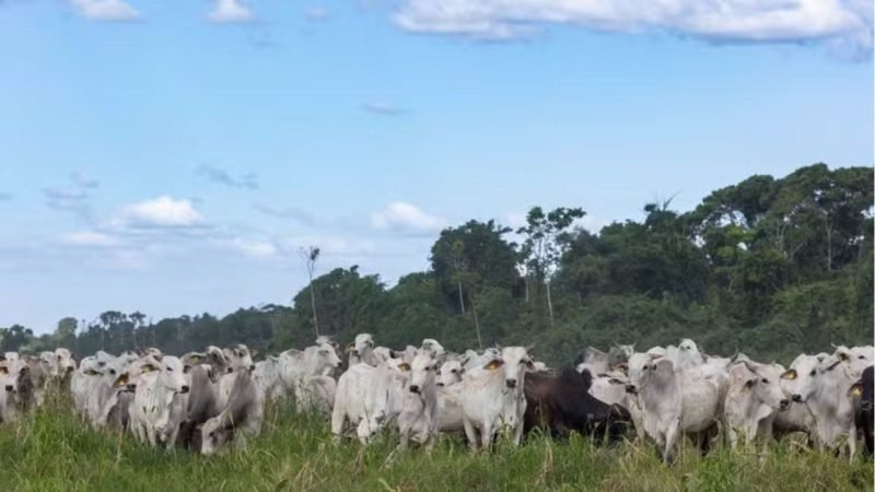 Agro brasileiro amplia vendas aos países árabes e movimenta quase US$ 10 bilhões
