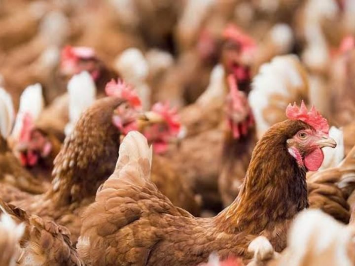 Goiás registra recorde no abate de frangos no primeiro trimestre de 2026