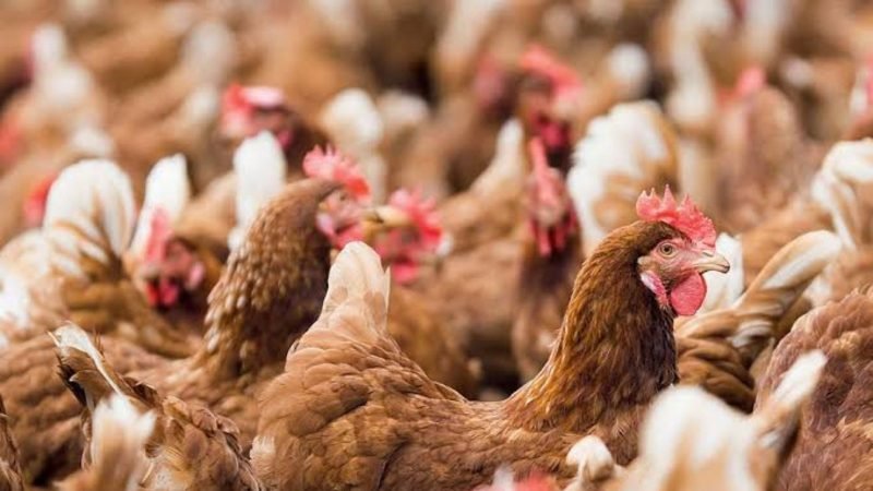 Goiás registra recorde no abate de frangos no primeiro trimestre de 2026