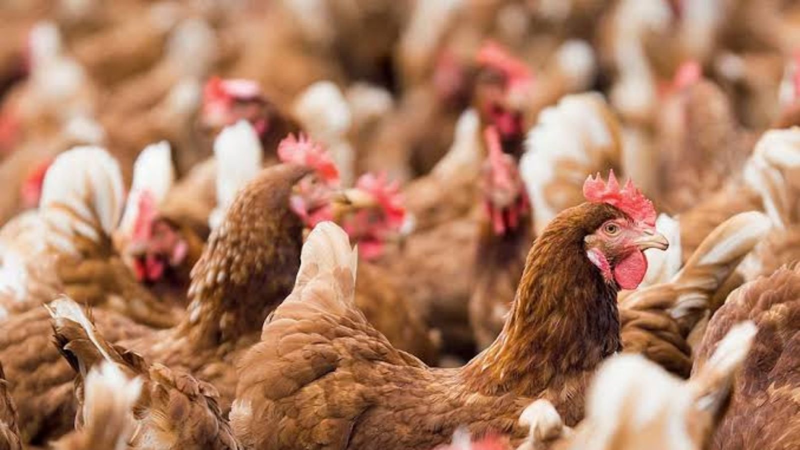 Goiás registra recorde no abate de frangos no primeiro trimestre de 2026