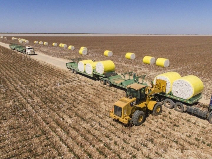 Brasil amplia liderança no algodão e busca novos mercados