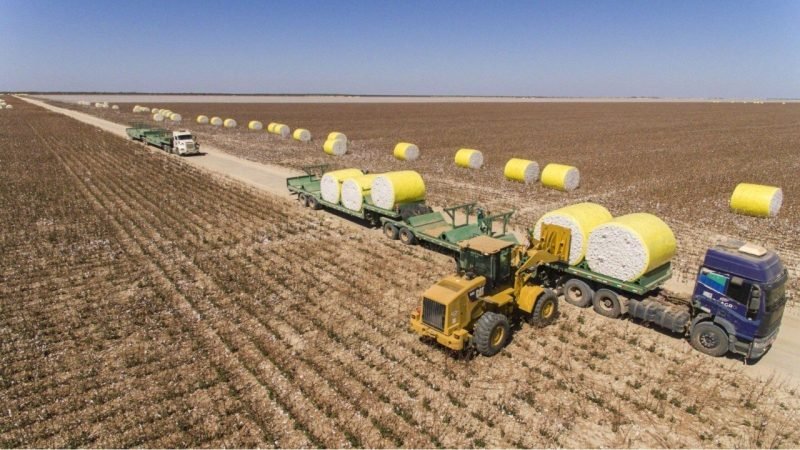 Brasil amplia liderança no algodão e busca novos mercados