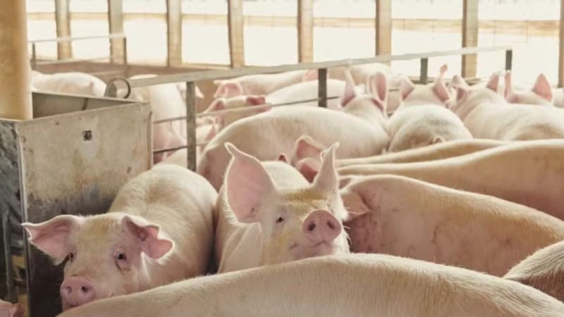 Brasil amplia mercado na China com novo acordo para exportação de miúdos suínos