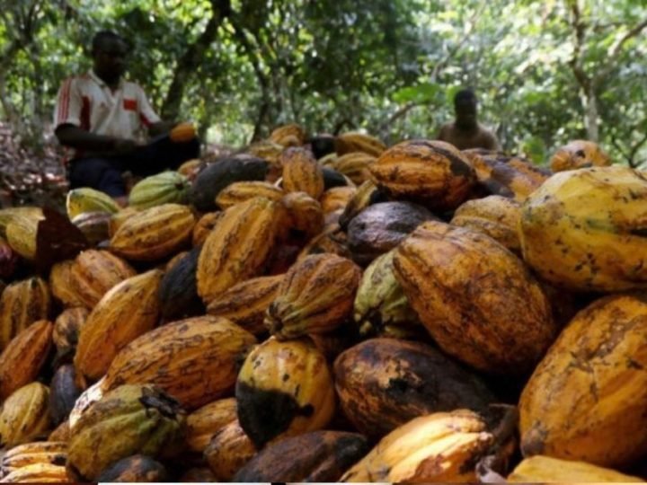 Cacau avança sobre áreas degradadas e ganha força na Amazônia