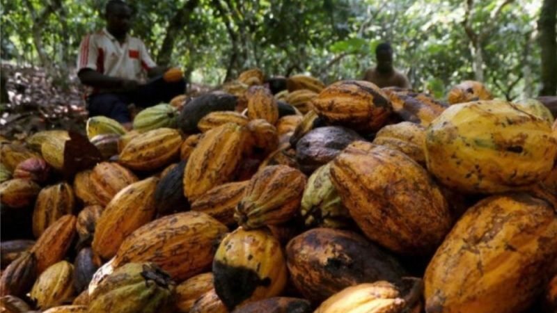 Cacau avança sobre áreas degradadas e ganha força na Amazônia