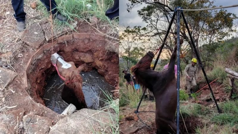 VÍDEO | Cavalo é resgatado após cair em poço na zona rural de Niquelândia
