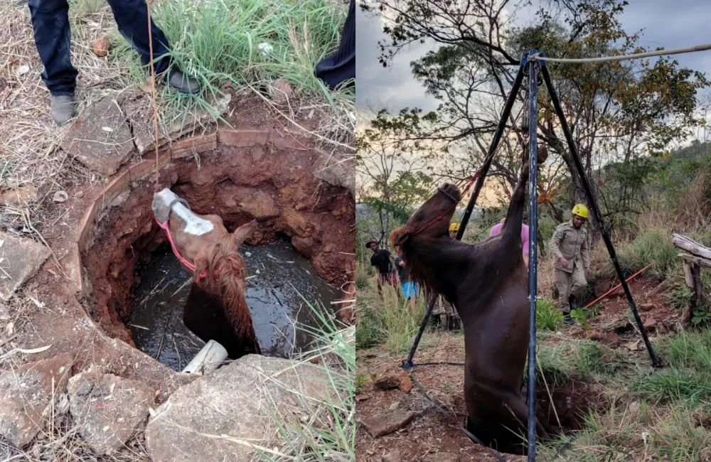 VÍDEO | Cavalo é resgatado após cair em poço na zona rural de Niquelândia