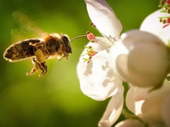 E se as abelhas desaparecessem? Impactos chegariam à agricultura e à alimentação