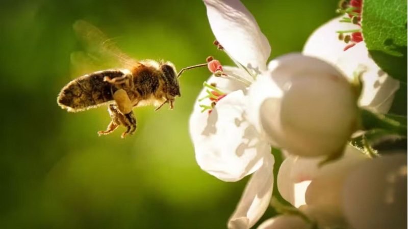E se as abelhas desaparecessem? Impactos chegariam à agricultura e à alimentação