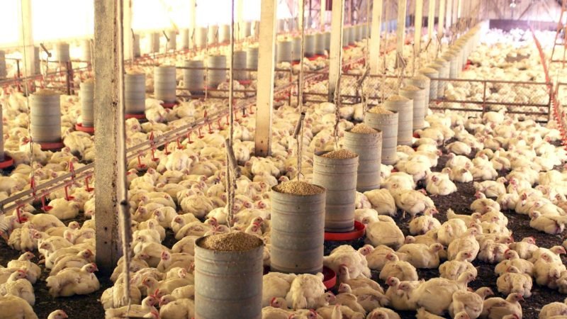 Goiás amplia exportação de miúdos de frango e ganha espaço em mercados da Ásia e África