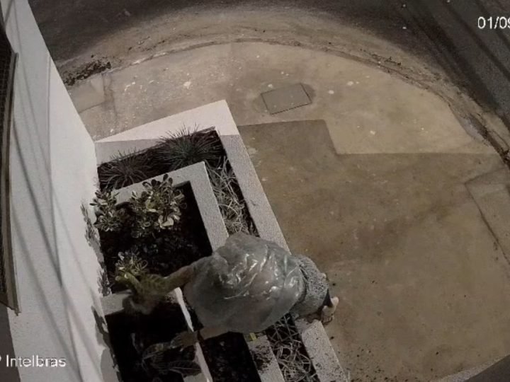 VÍDEO | Câmeras flagram furto de plantas em clínica de Jataí