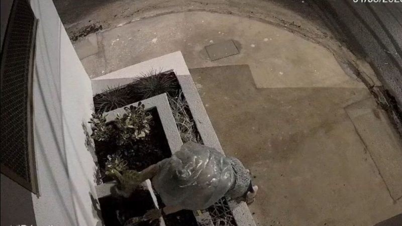 VÍDEO | Câmeras flagram furto de plantas em clínica de Jataí