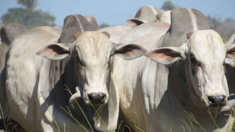 Agrodefesa investiga suspeita de fraude em GTAs para transporte de gado furtado em Goiás