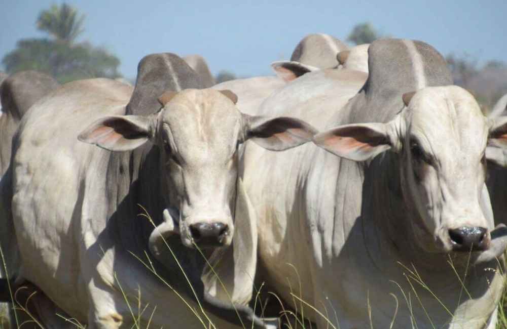 Agrodefesa investiga suspeita de fraude em GTAs para transporte de gado furtado em Goiás