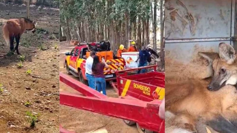 Bombeiros capturam lobo-guará ferido em propriedade rural de Jataí