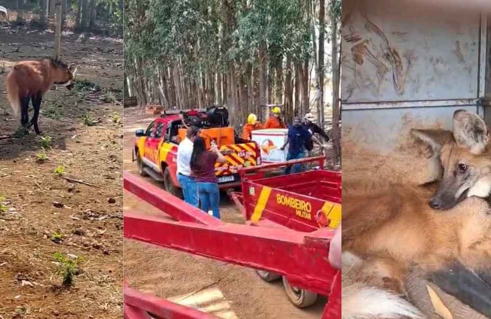 Bombeiros capturam lobo-guará ferido em propriedade rural de Jataí