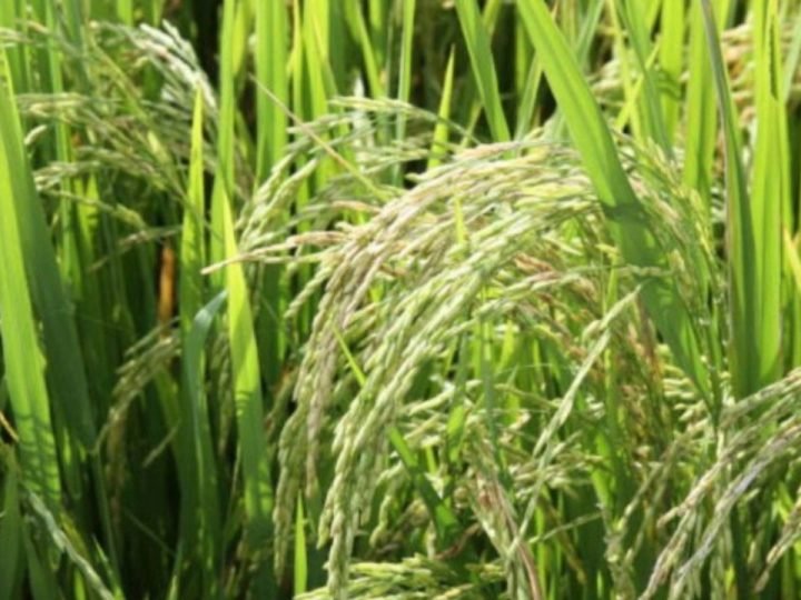 Pesquisa busca ampliar produção de arroz com menor uso de água