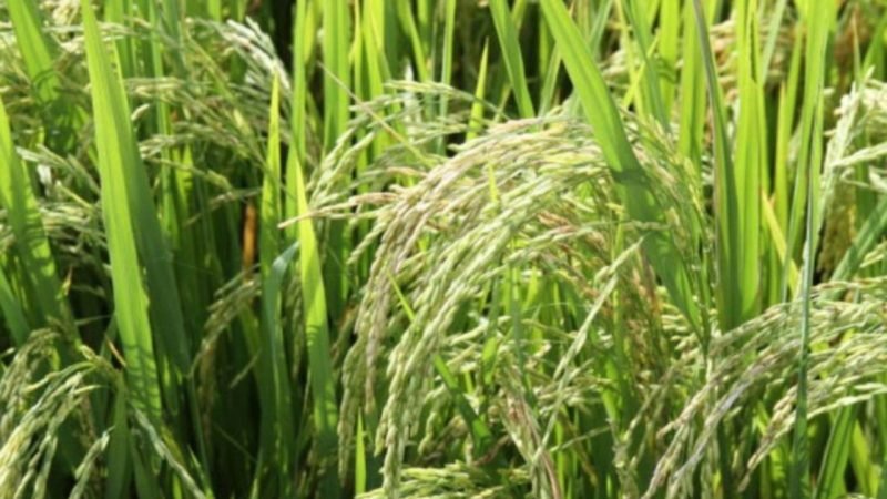 Pesquisa busca ampliar produção de arroz com menor uso de água