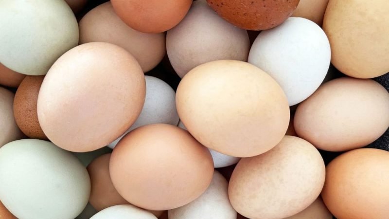 Brasil amplia produção de ovos e busca mais eficiência nas granjas