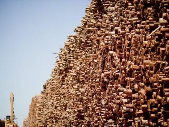 Tarifas dos EUA reduzem produção de madeira em tora no Brasil em 2025