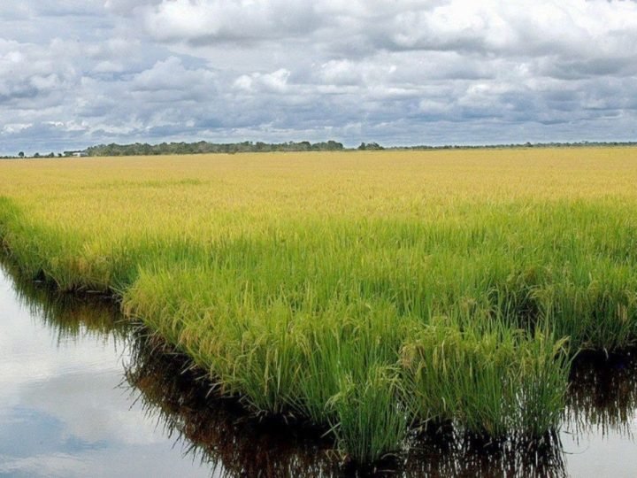 Google anuncia projeto climático em arrozais do Rio Grande do Sul com mais de 200 mil hectares