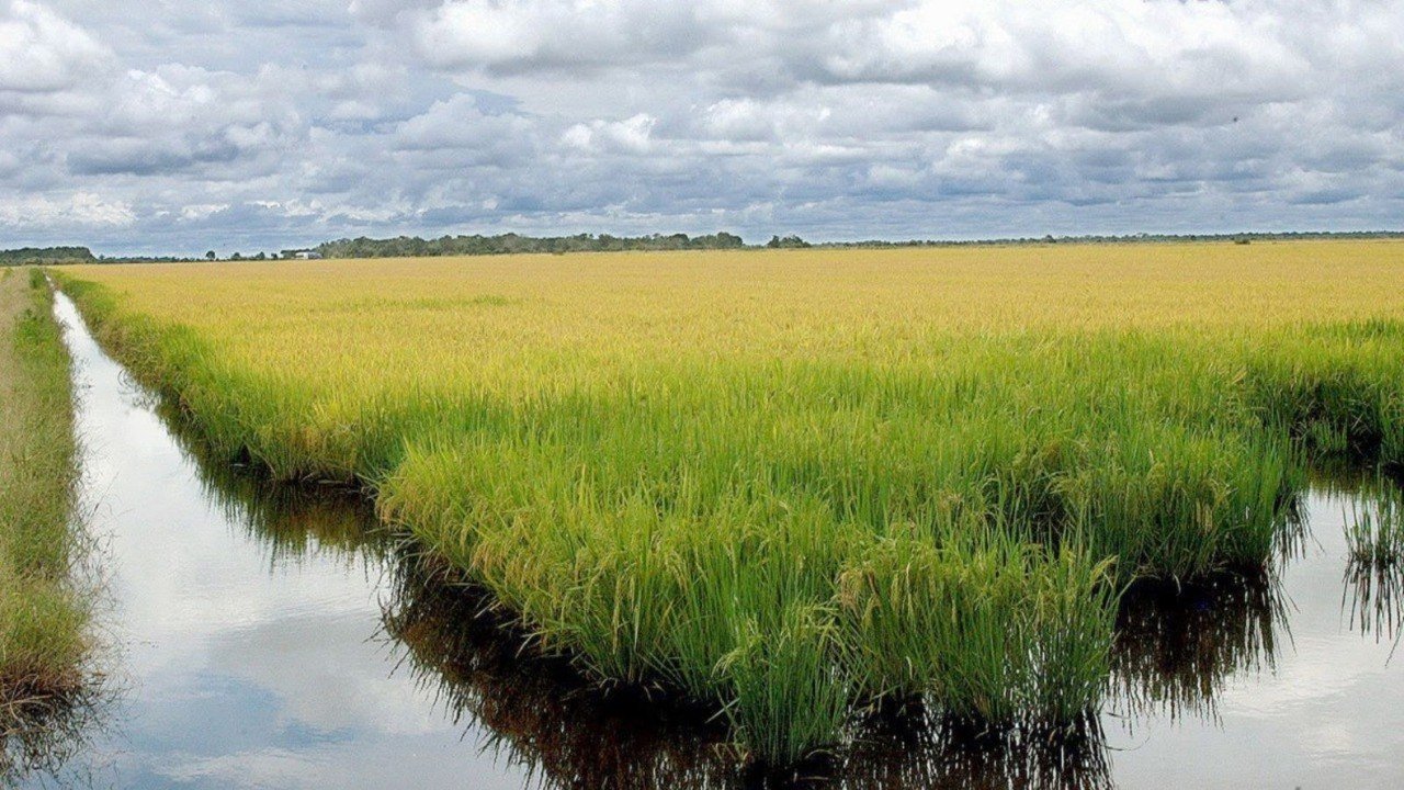 Google anuncia projeto climático em arrozais do Rio Grande do Sul com mais de 200 mil hectares