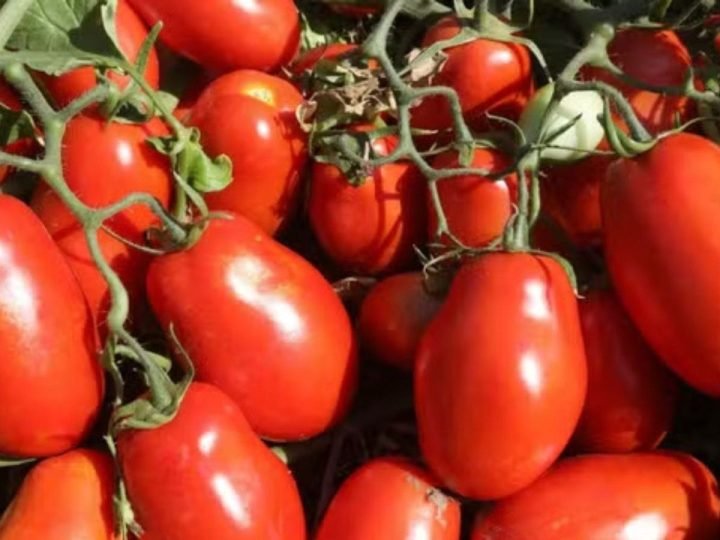 Cidade de Goiás com cerca de 20 mil habitantes se torna a maior produtora de tomate do Brasil