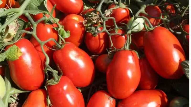 Cidade de Goiás com cerca de 20 mil habitantes se torna a maior produtora de tomate do Brasil
