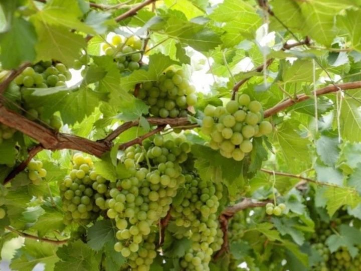 Goiás amplia produção de vinhos e ganha espaço no cenário nacional