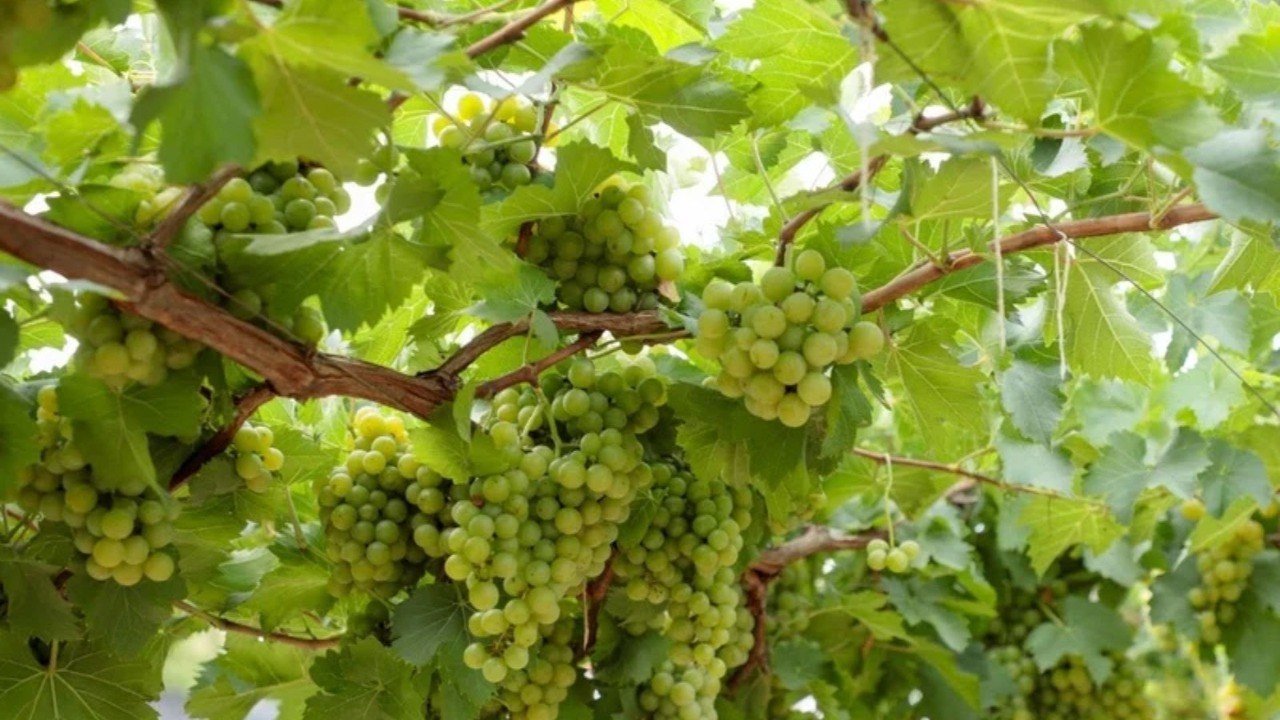 Goiás amplia produção de vinhos e ganha espaço no cenário nacional