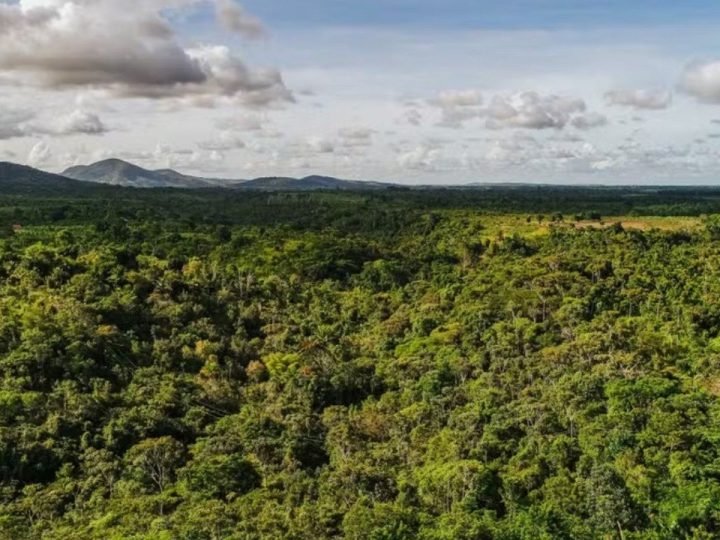 Agroflorestas ganham escala e atraem investimentos no Brasil