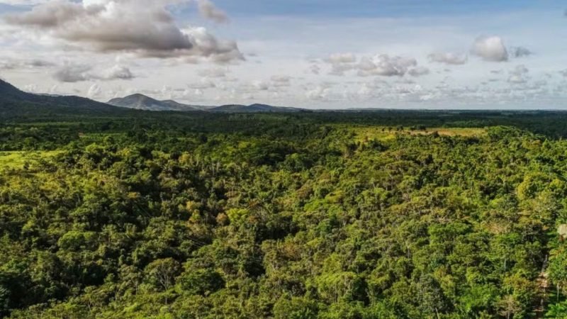 Agroflorestas ganham escala e atraem investimentos no Brasil