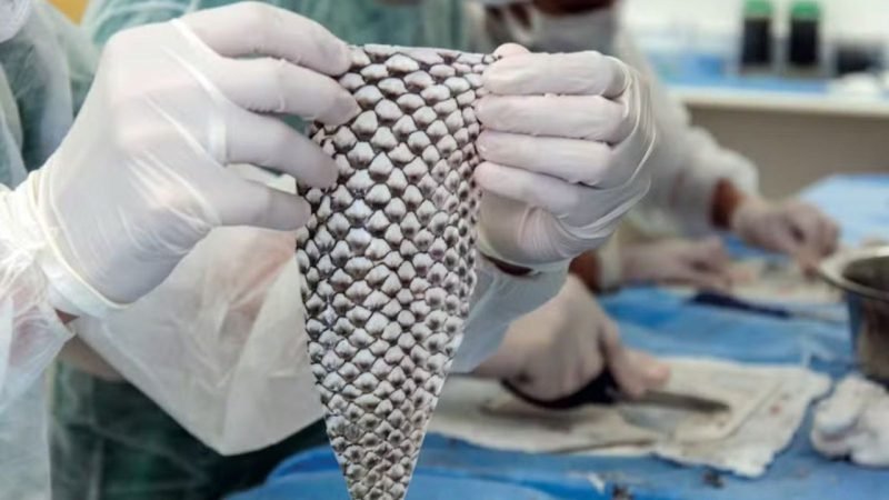 Brasil terá fábrica de curativos feitos com pele de tilápia para tratar queimaduras