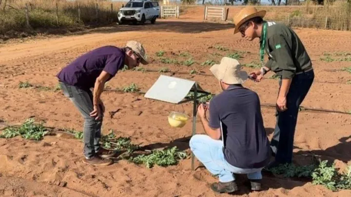 Fiscais da Agrodefesa durante monitoramento da produção agrícola em Britânia para inclusão do município no Sistema de Mitigação de Risco.