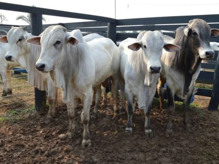 Boi gordo sobe 5,42% em setembro e bezerro bate recorde
