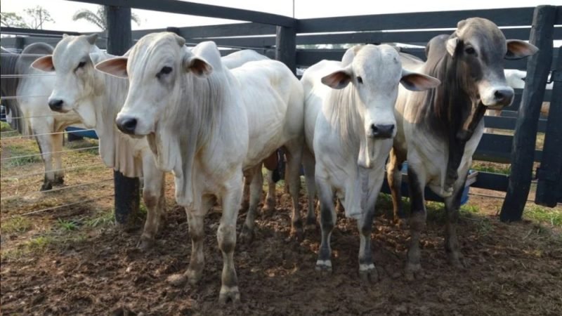 Boi gordo sobe 5,42% em setembro e bezerro bate recorde