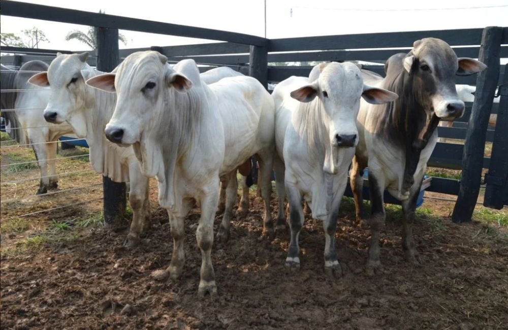 Boi gordo sobe 5,42% em setembro e bezerro bate recorde