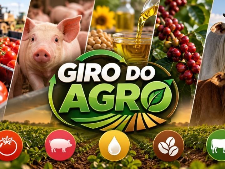 VÍDEO | Giro do Agro tomate, suíno, café, óleos vegetais e boi gordo