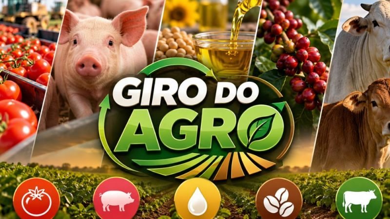 VÍDEO | Giro do Agro tomate, suíno, café, óleos vegetais e boi gordo