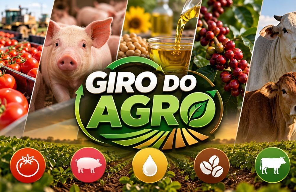 VÍDEO | Giro do Agro tomate, suíno, café, óleos vegetais e boi gordo