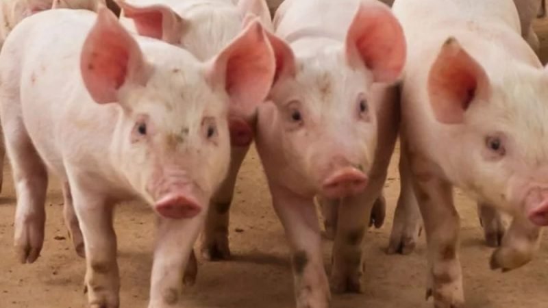 Suínos: preços sobem pela primeira vez no ano em setembro