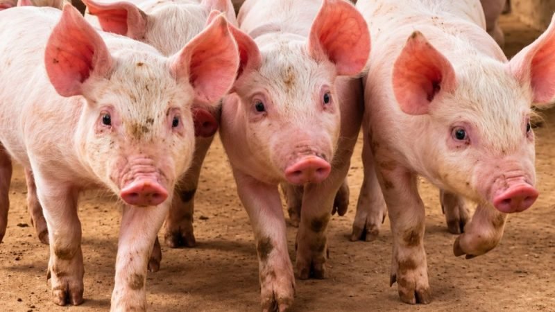 Suínos: preços sobem pela primeira vez no ano em setembro