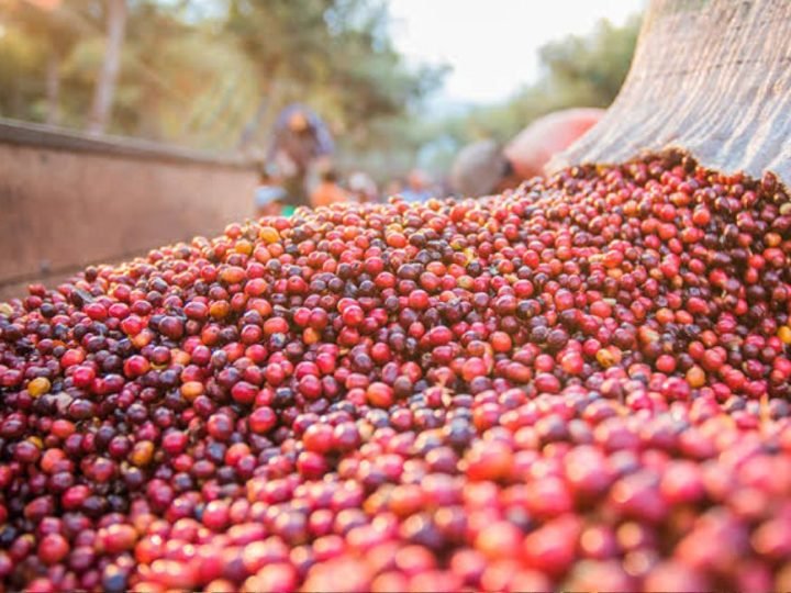 Produção de café deve fechar 2026 com 67,6 milhões de sacas