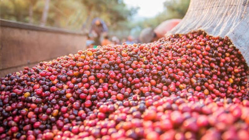 Produção de café deve fechar 2026 com 67,6 milhões de sacas